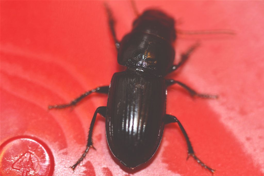 Carabina da id.: No, Harpalinae, Acinopus picipes