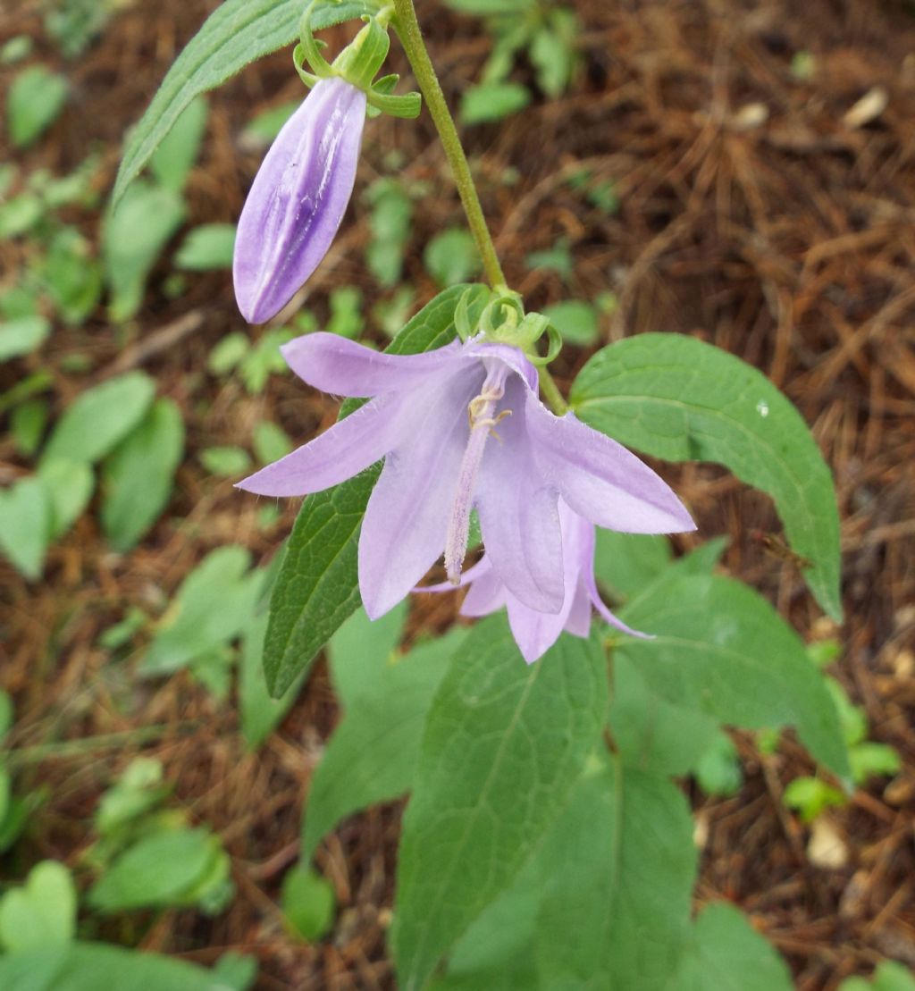 Campanula rapunculoides / Campanula serpeggiante