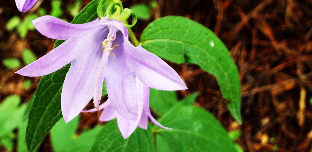 Campanula rapunculoides / Campanula serpeggiante