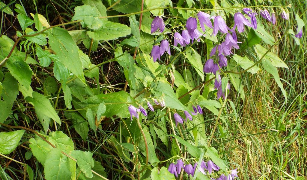 Campanula rapunculoides / Campanula serpeggiante