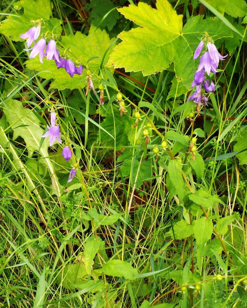 Campanula rapunculoides / Campanula serpeggiante