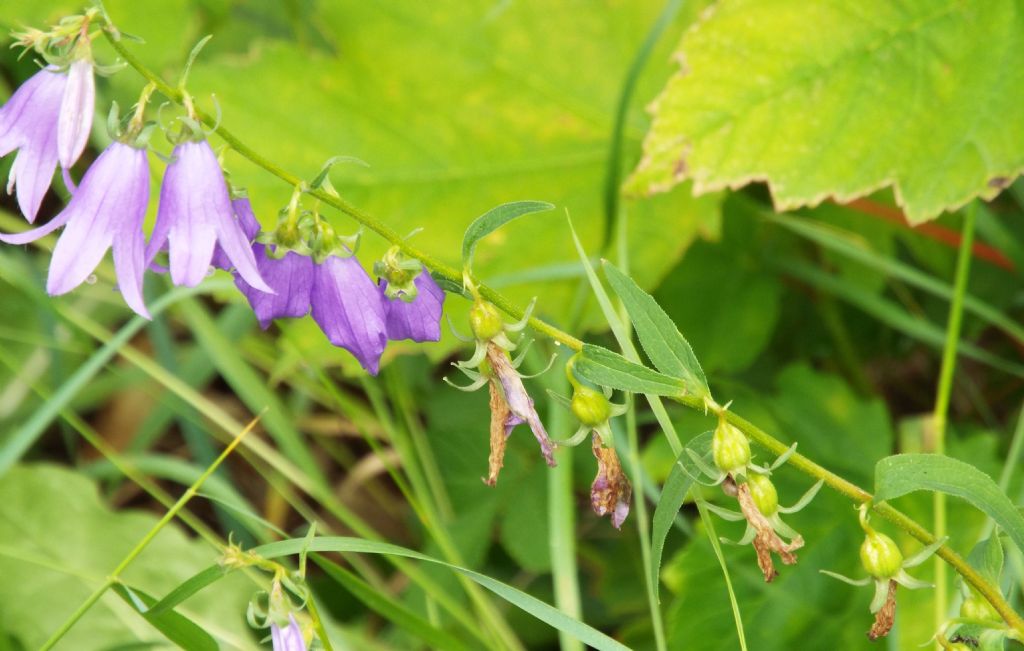 Campanula rapunculoides / Campanula serpeggiante