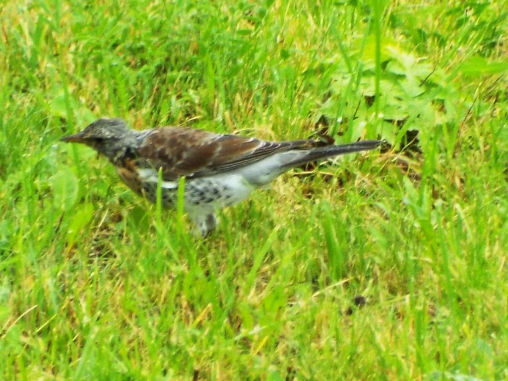 Turdidae:  Cesena (Turdus pilaris) e Tordo bottaccio (Turdus philomelos) juv.