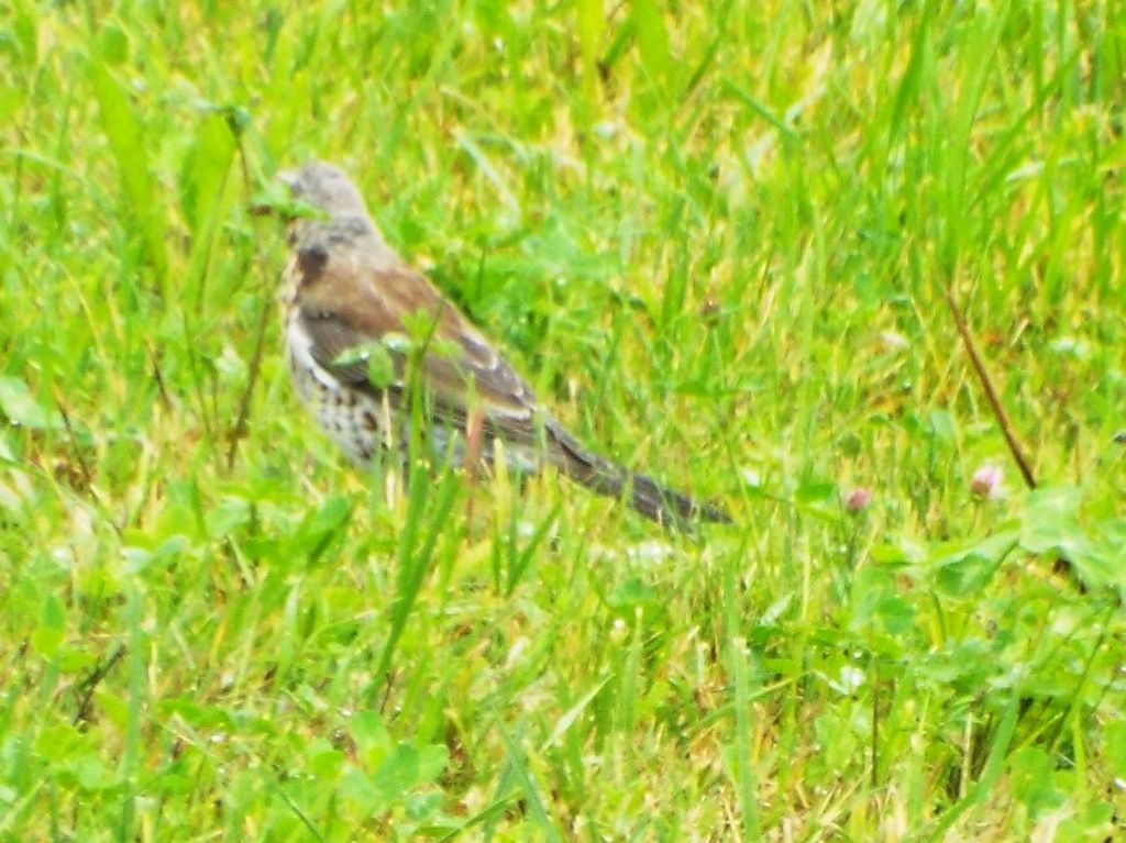 Turdidae:  Cesena (Turdus pilaris) e Tordo bottaccio (Turdus philomelos) juv.