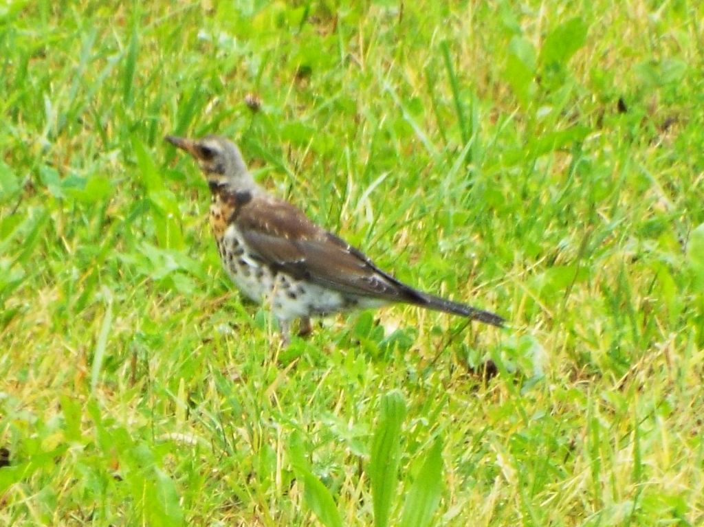 Turdidae:  Cesena (Turdus pilaris) e Tordo bottaccio (Turdus philomelos) juv.