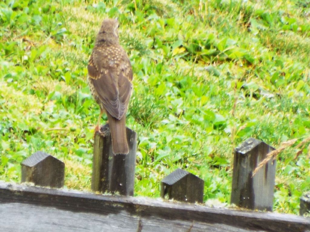 Turdidae:  Cesena (Turdus pilaris) e Tordo bottaccio (Turdus philomelos) juv.