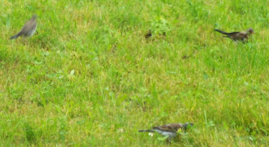 Turdidae:  Cesena (Turdus pilaris) e Tordo bottaccio (Turdus philomelos) juv.