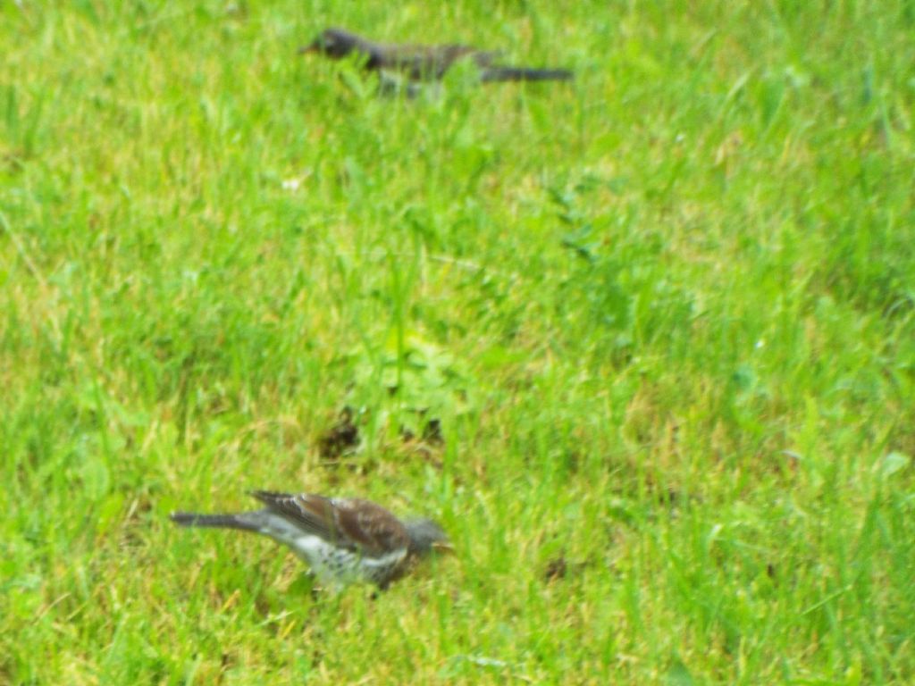 Turdidae:  Cesena (Turdus pilaris) e Tordo bottaccio (Turdus philomelos) juv.