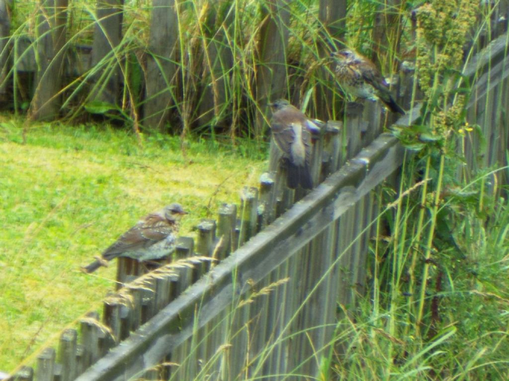 Turdidae:  Cesena (Turdus pilaris) e Tordo bottaccio (Turdus philomelos) juv.