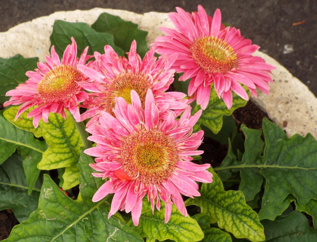 Asteracea dal grande fiore:   Gerbera  hybrida