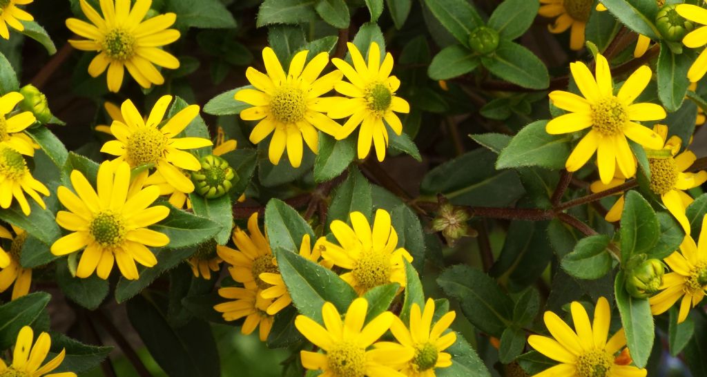 Asteracea da identificare: cultivar di Sanvitalia procumbens