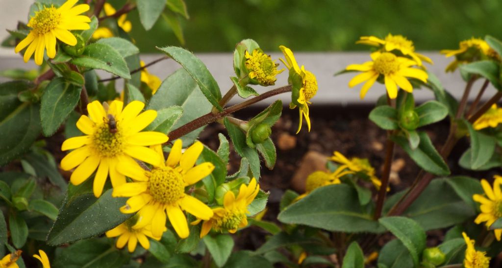 Asteracea da identificare: cultivar di Sanvitalia procumbens