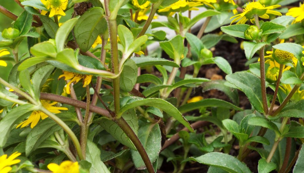 Asteracea da identificare: cultivar di Sanvitalia procumbens