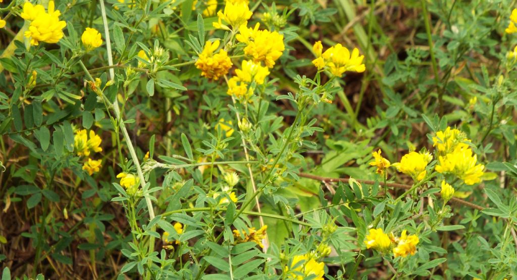 Fabaceae: Medicago falcata  e  frutti di Vicia cfr. sativa