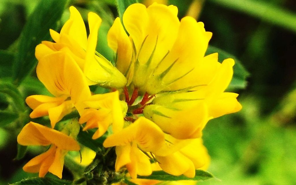 Fabaceae: Medicago falcata  e  frutti di Vicia cfr. sativa