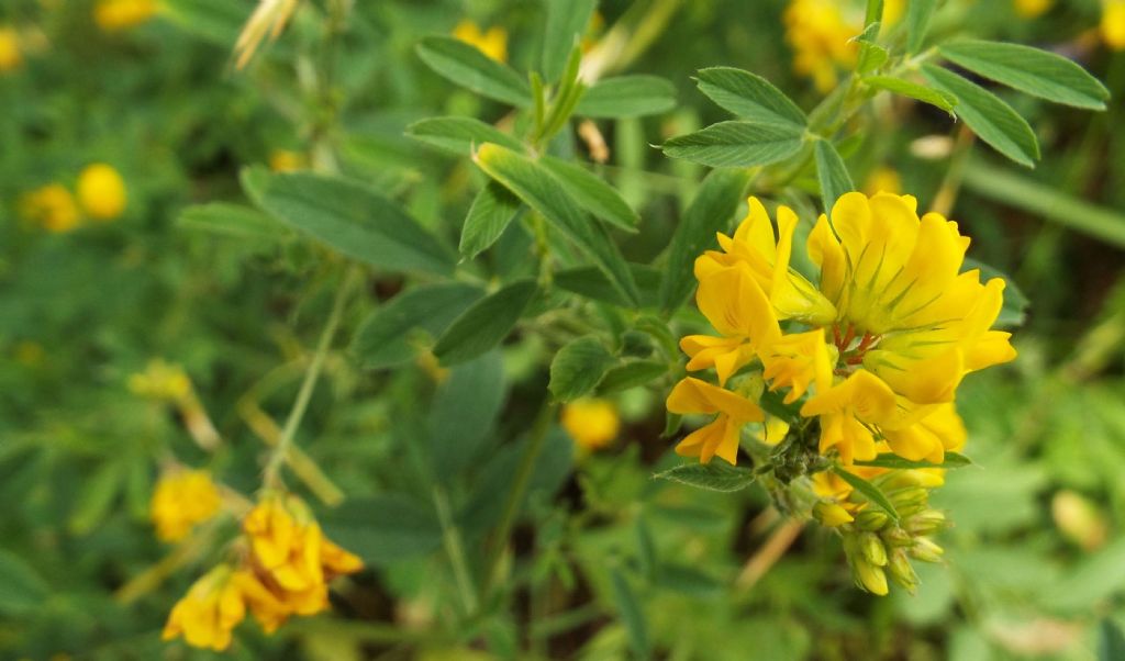 Fabaceae: Medicago falcata  e  frutti di Vicia cfr. sativa