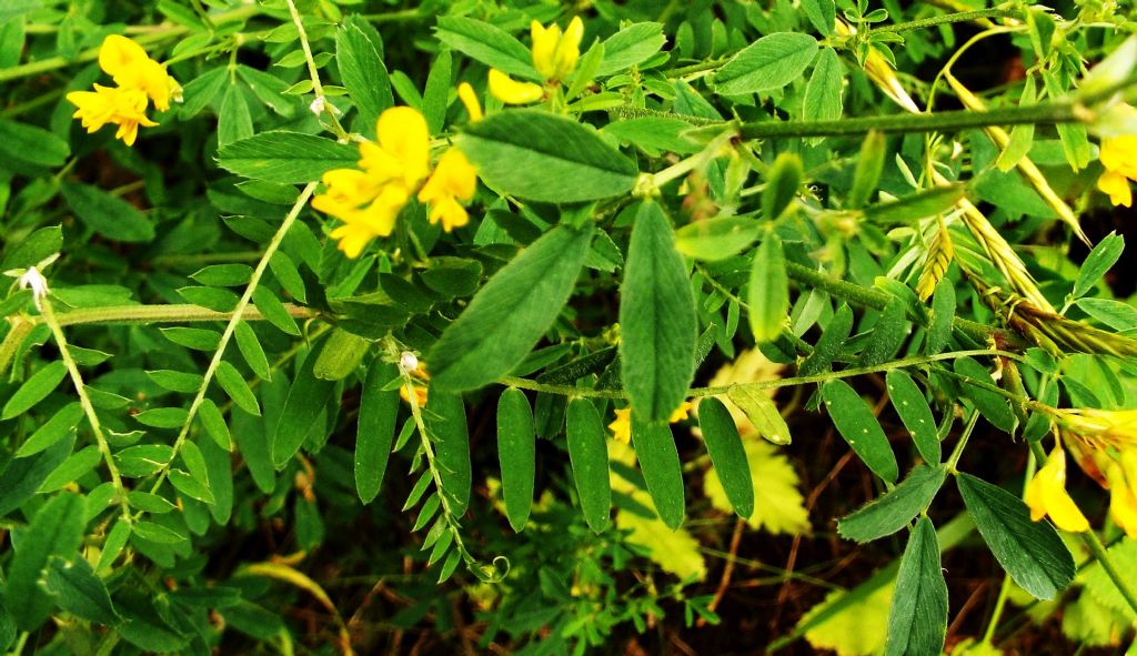 Fabaceae: Medicago falcata  e  frutti di Vicia cfr. sativa