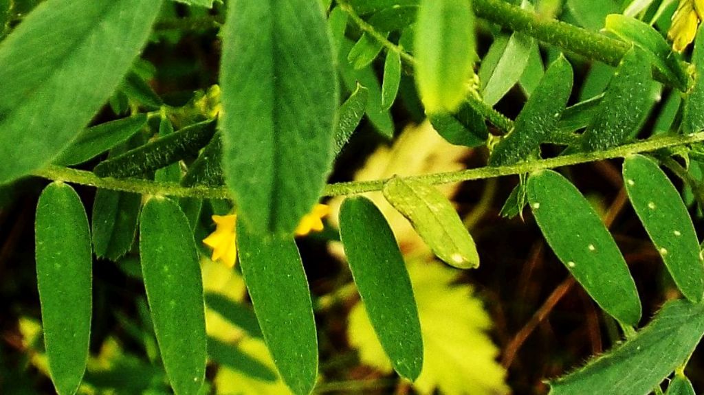 Fabaceae: Medicago falcata  e  frutti di Vicia cfr. sativa