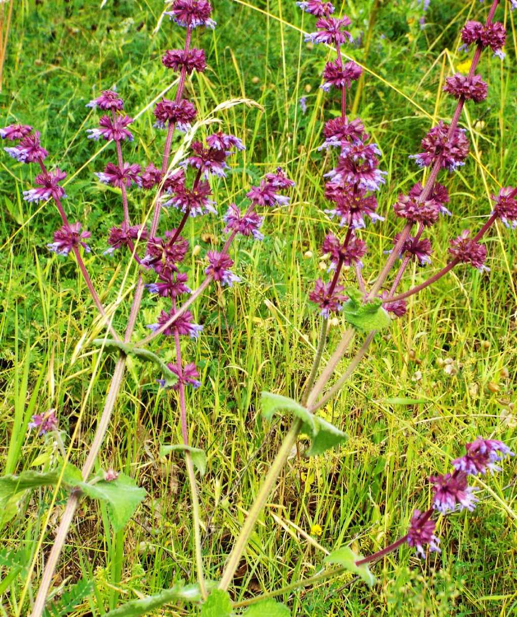 Salvia verticillata / Salvia spuria