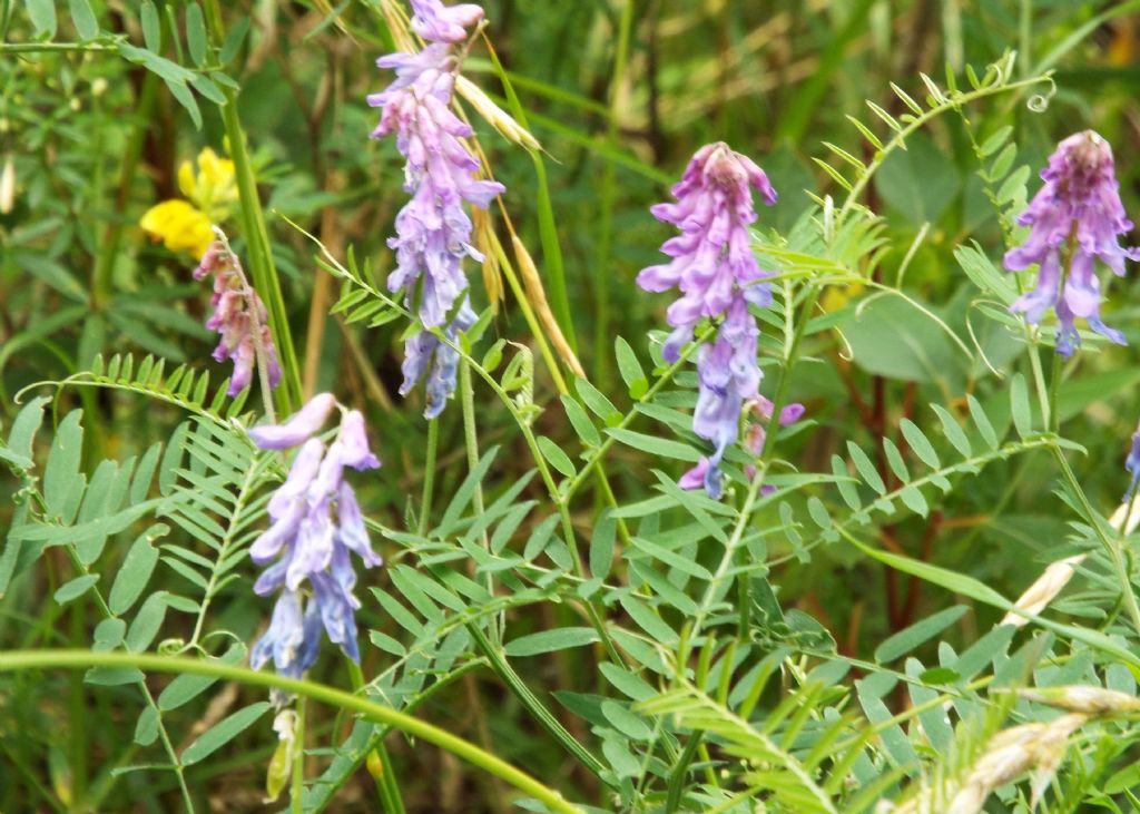 Vicia cracca (Fabaceae)