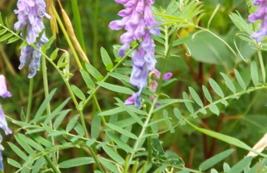 Vicia cracca (Fabaceae)