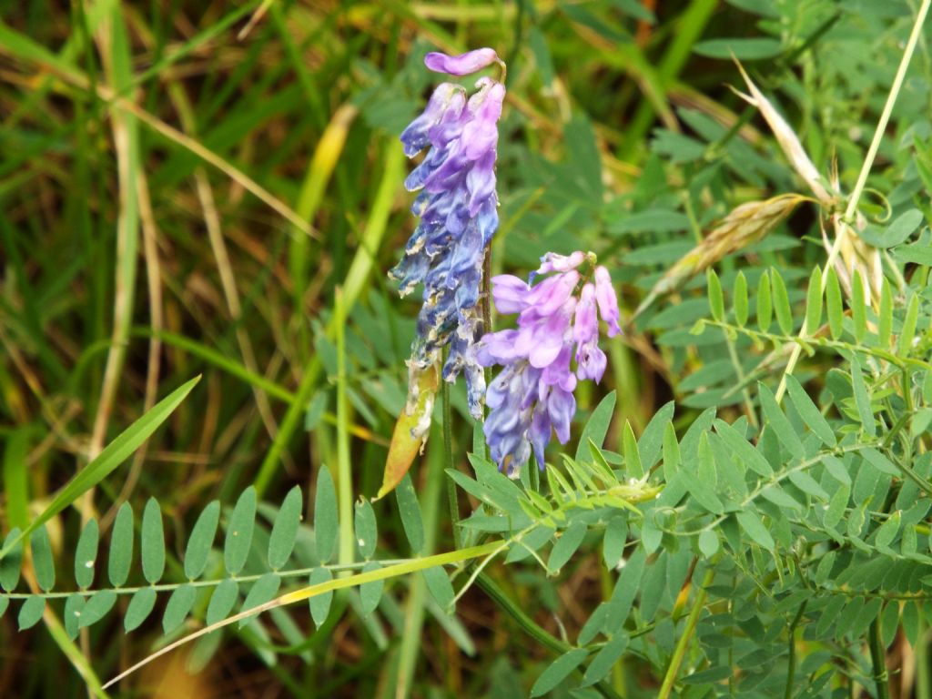 Vicia cracca (Fabaceae)