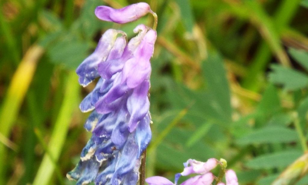 Vicia cracca (Fabaceae)