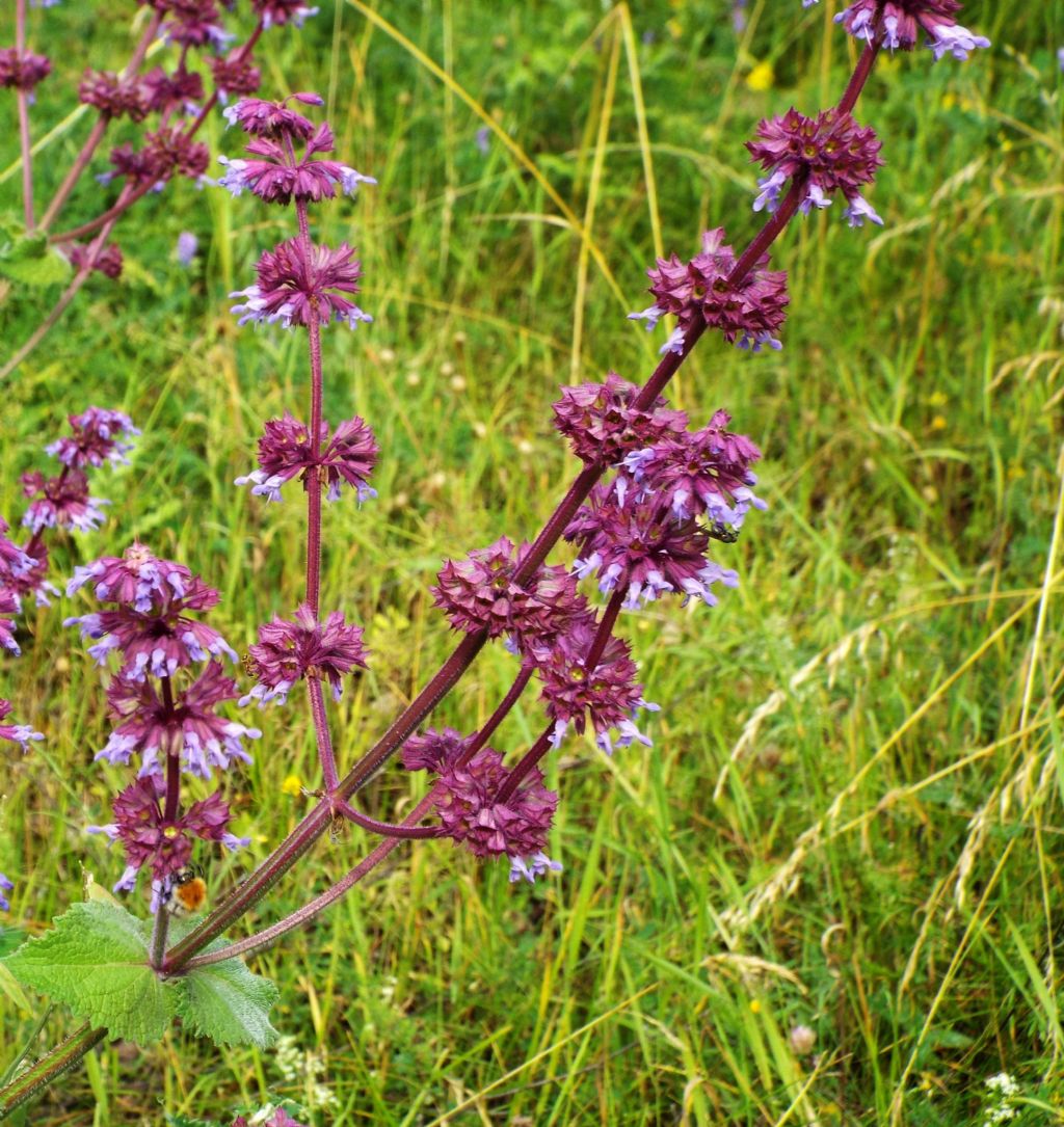 Salvia verticillata / Salvia spuria