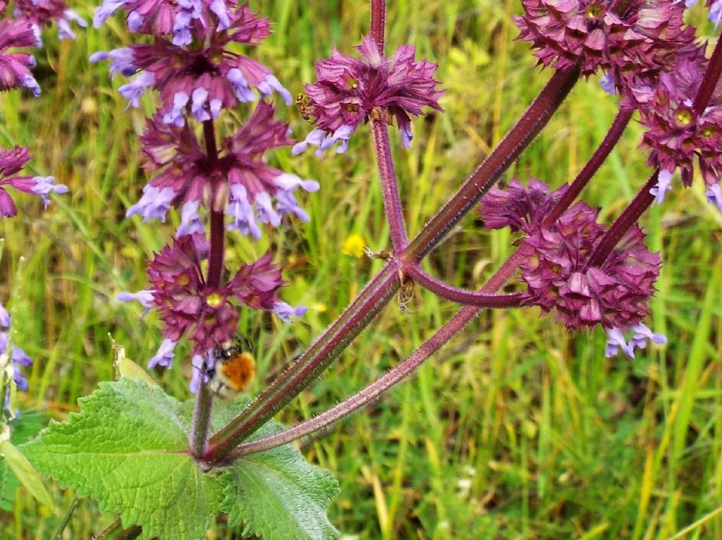 Salvia verticillata / Salvia spuria