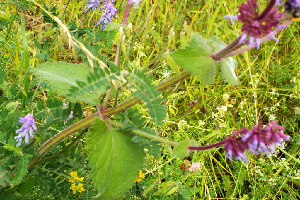 Salvia verticillata / Salvia spuria