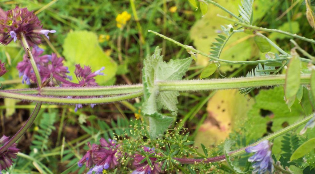 Salvia verticillata / Salvia spuria