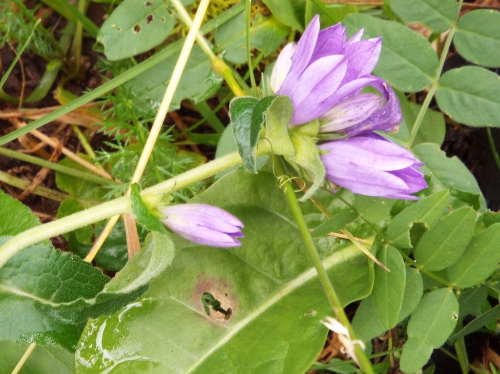 Campanula o Genziana?  Campanula glomerata !