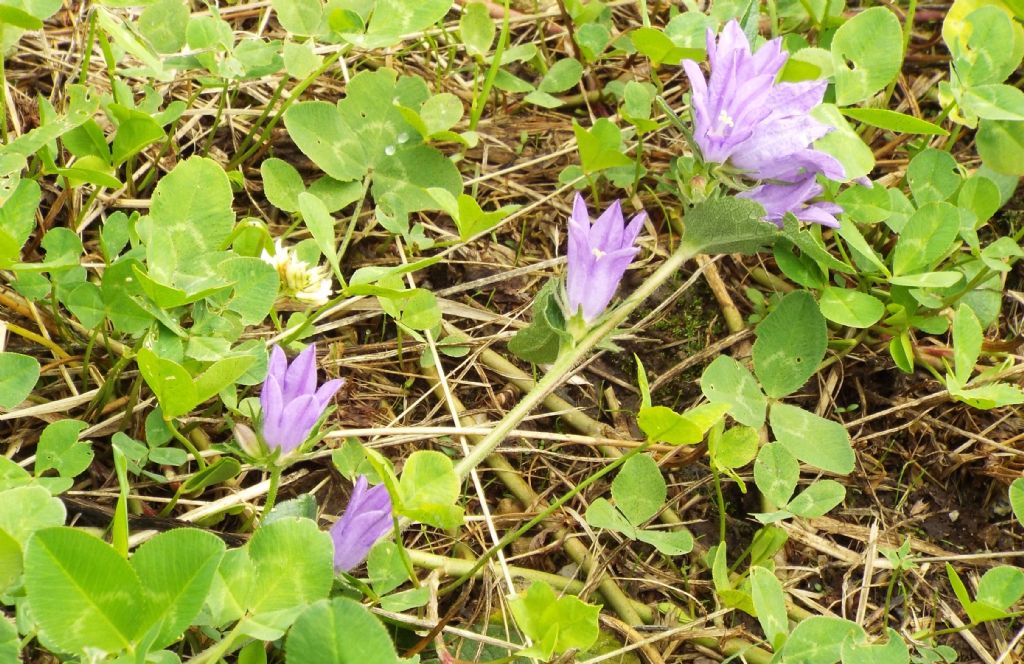 Campanula o Genziana?  Campanula glomerata !