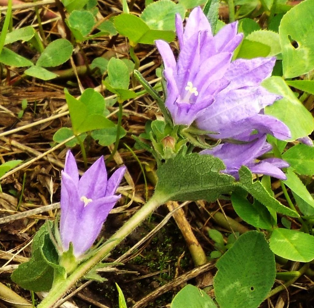 Campanula o Genziana?  Campanula glomerata !