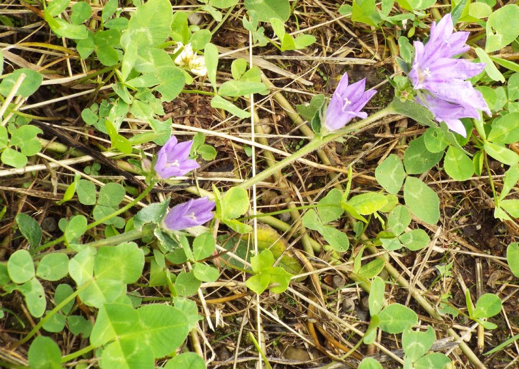 Campanula o Genziana?  Campanula glomerata !