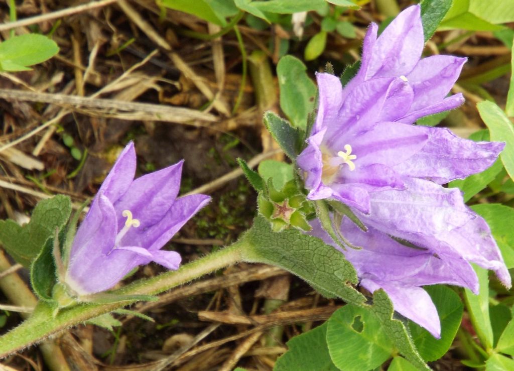 Campanula o Genziana?  Campanula glomerata !