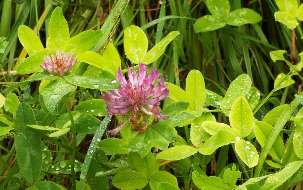 Trifolium medium (Fabaceae)