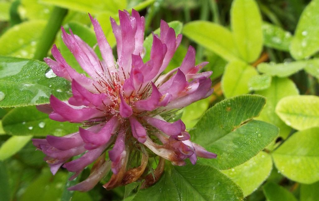 Trifolium medium (Fabaceae)