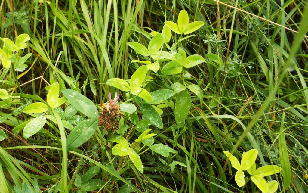 Trifolium medium (Fabaceae)