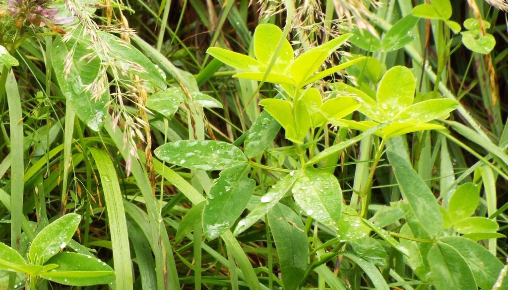 Trifolium medium (Fabaceae)