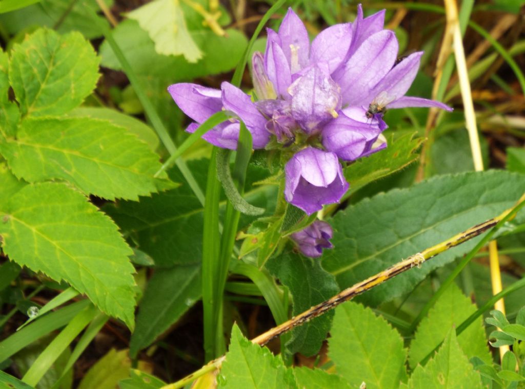 Campanula o Genziana?  Campanula glomerata !