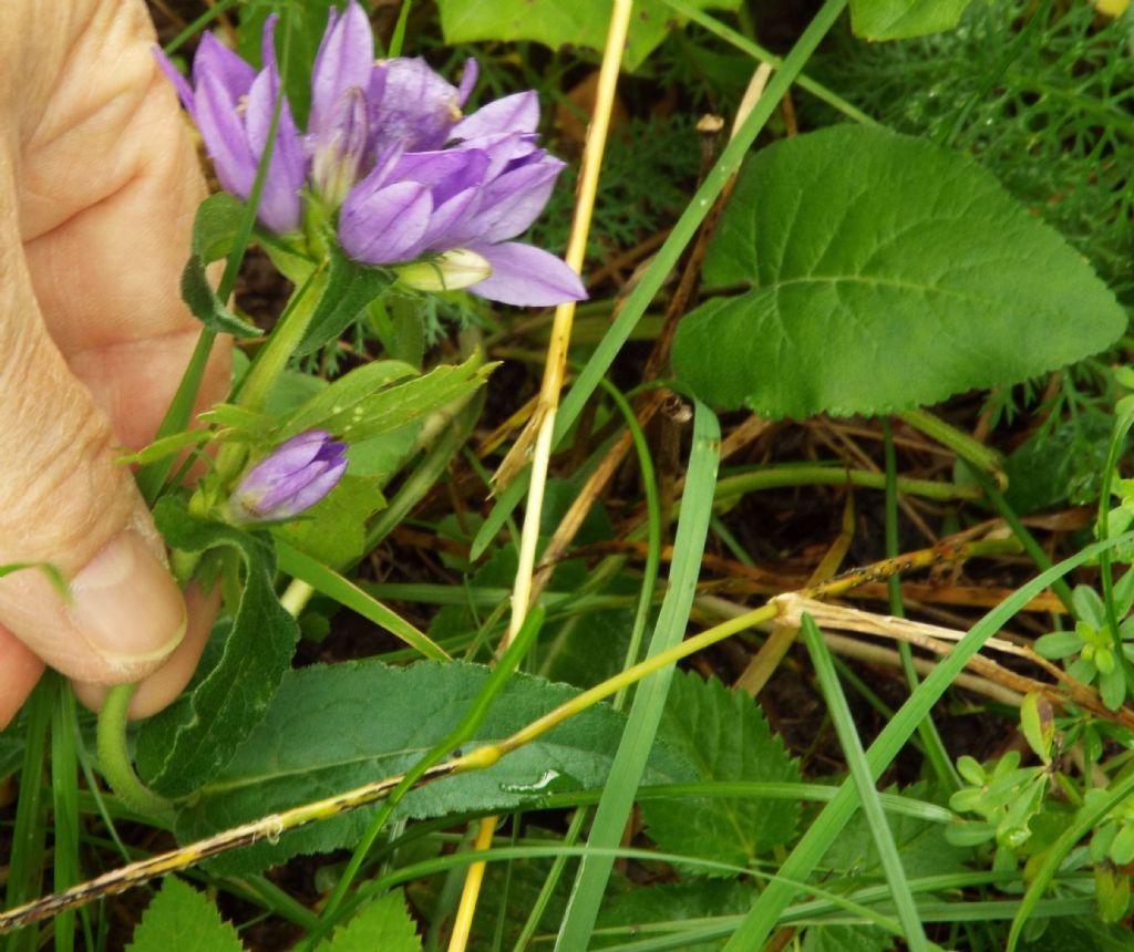 Campanula o Genziana?  Campanula glomerata !