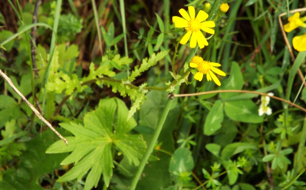 Senecio squalidus subsp. rupestris