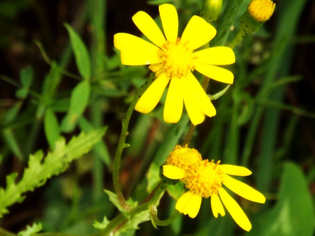 Senecio squalidus subsp. rupestris