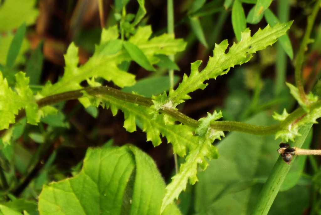 Senecio squalidus subsp. rupestris