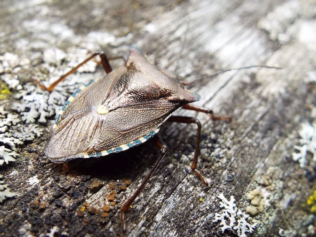 Pentatomidae: Pentatoma rufipes