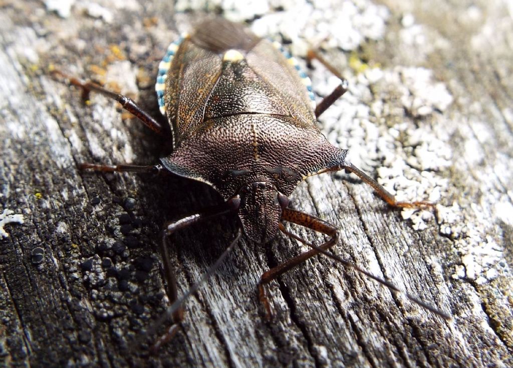 Pentatomidae: Pentatoma rufipes