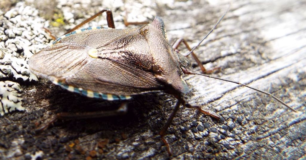 Pentatomidae: Pentatoma rufipes