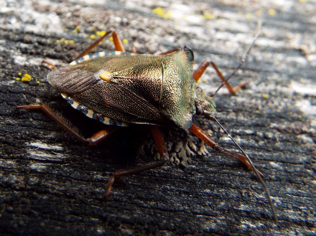 Pentatomidae: Pentatoma rufipes