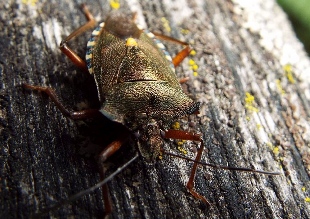 Pentatomidae: Pentatoma rufipes